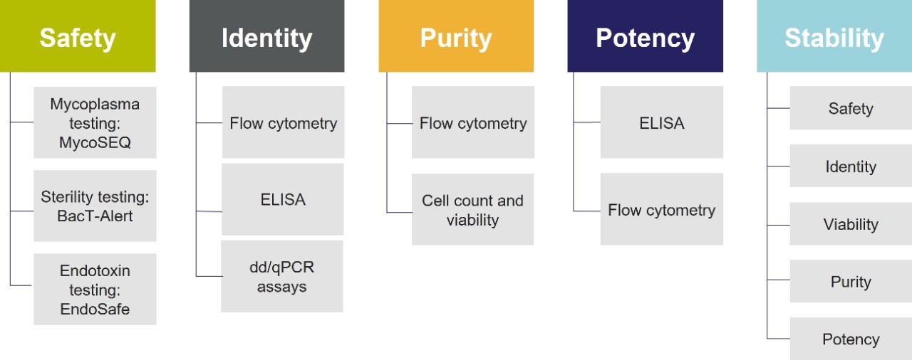 Analytical development workflow ensures safety, identity, purity, potency and stability of cell therapy materials and products