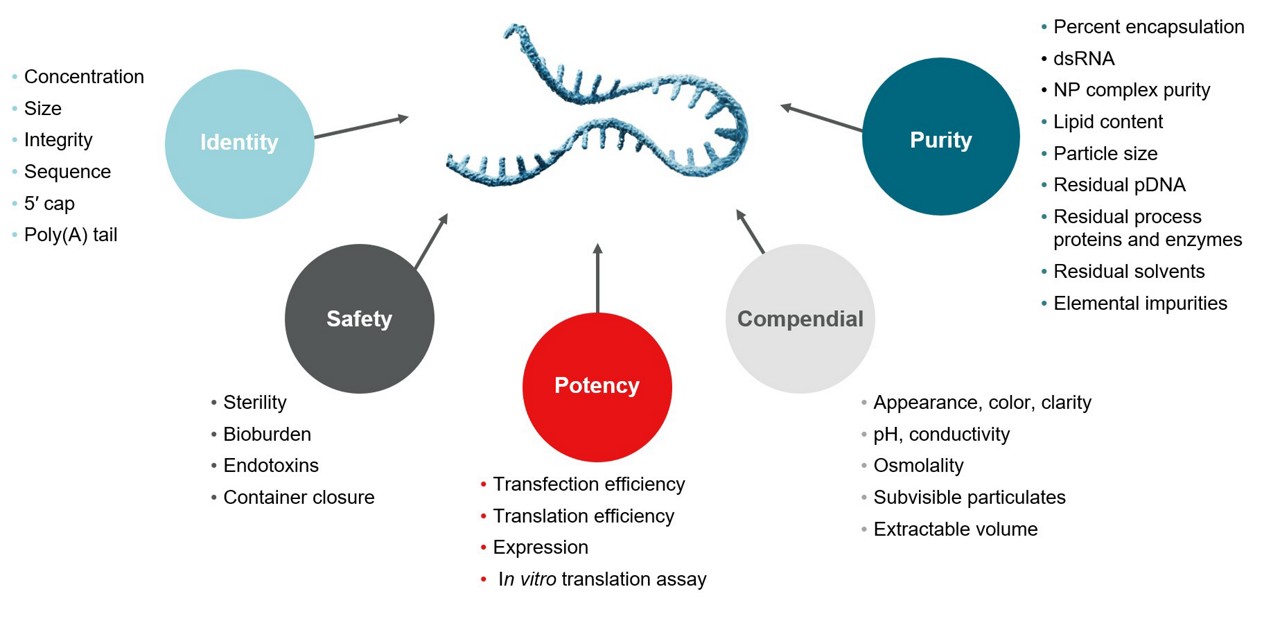 Analysis of mRNA critical quality attributes