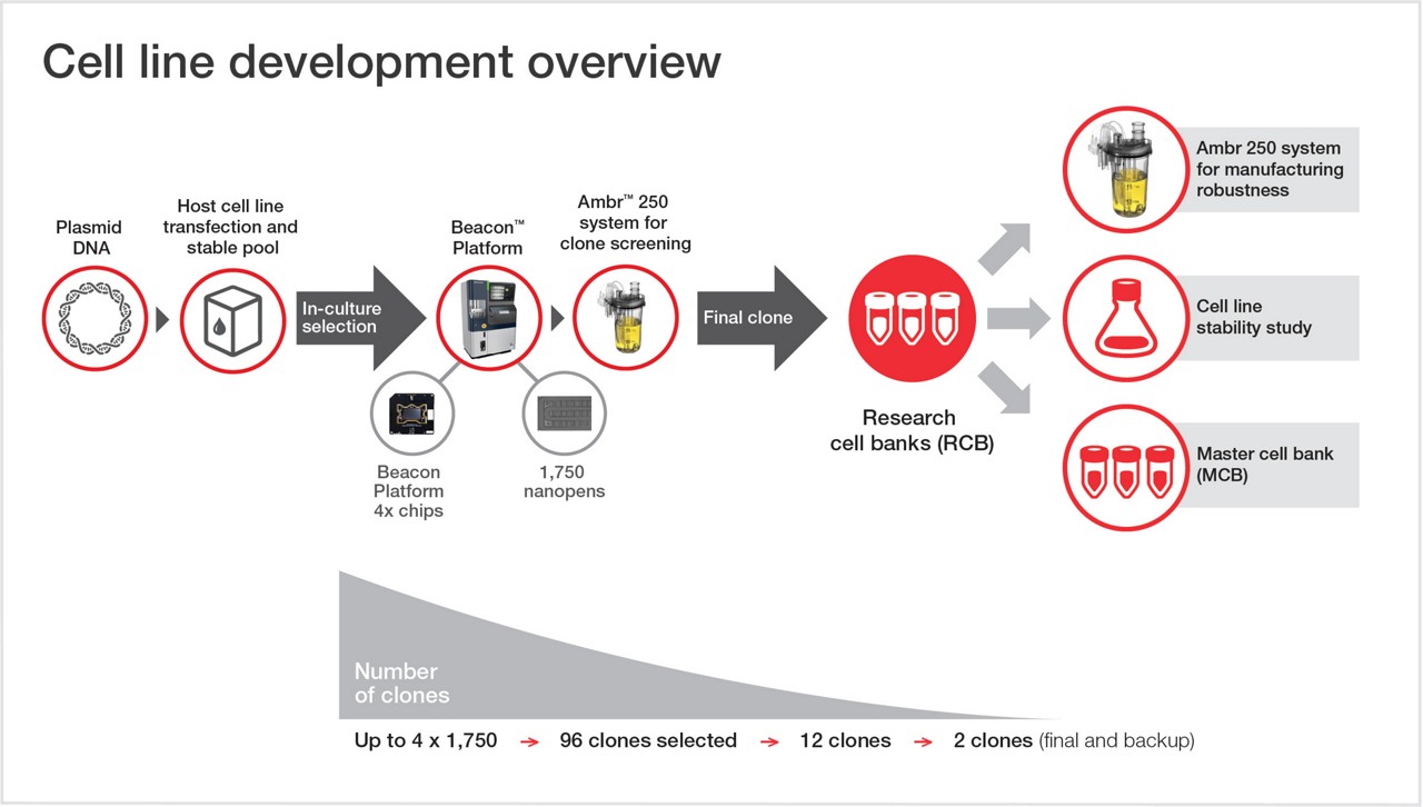 Overview of the cell line development process